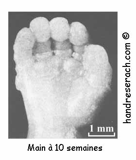 Morphogenese Des Empreintes Digitales Police Scientifique